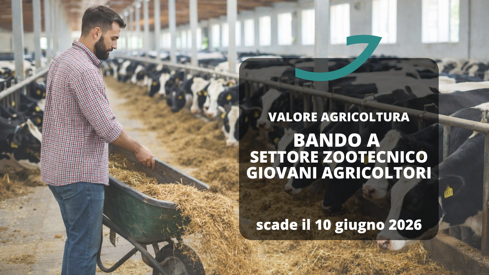 valore agricoltura bando b settore zootecnico giovani agricoltori
